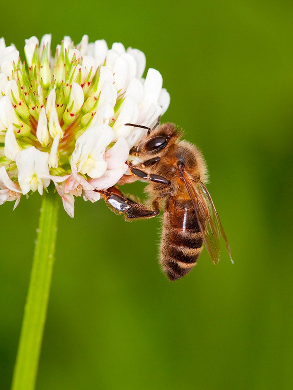 Bee Pollen Mix